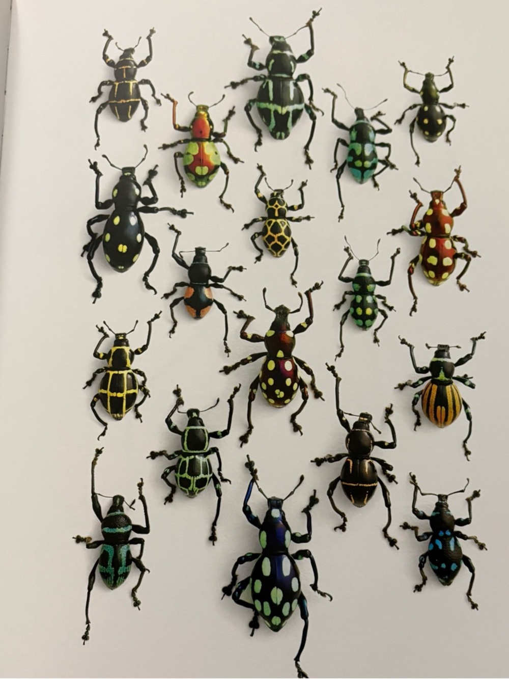 Weevil Group Print 8 x 10. Titled Walking Weevils.